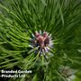 Picea sitchensis 'Nana'