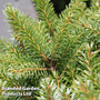 Picea omorika 'Nana'