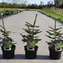 Picea orientalis 'Aureospicata'