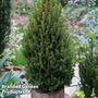 Picea glauca 'Perfecta'