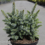 Picea sitchensis 'Midget'
