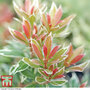 Pieris japonica 'Little Heath'