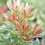 Pieris japonica 'Little Heath'