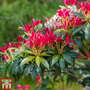 Pieris japonica