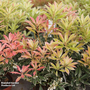 Pieris 'Flaming Silver'