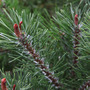 Pinus mugo 'Pumilio Group'