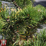 Pinus mugo 'Carsten's Wintergold'