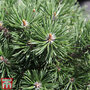 Pinus mugo 'Mops'