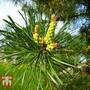 Pinus pinea (Christmas Tree) - Seeds