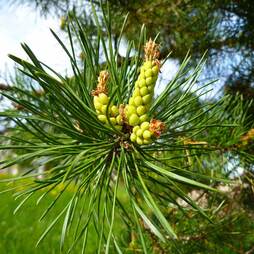 Pinus pinea (Christmas Tree) - Seeds