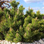 Pinus mugo 'Benjamin'