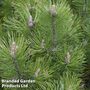 Pinus heldreichii 'Compact Gem'