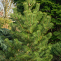 Pinus thunbergii 'Kotobuki'