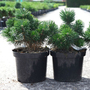 Pinus mugo 'Green Pearl'