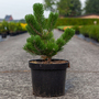 Pinus nigra 'Oregon Green'