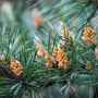 Pinus sylvestris 'Watereri'