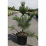 Pinus flexilis 'Vanderwolf's Pyramid'