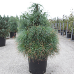 Pinus wallichiana