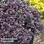 Pittosporum tenuifolium 'Bannow Bay'