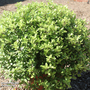 Pittosporum tenuifolium 'Beach Ball'