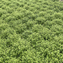 Pittosporum tenuifolium 'Golf Ball'