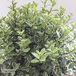 Pittosporum tenuifolium 'Silver Ball'