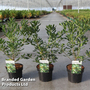 Pittosporum tobira