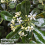 Pittosporum tobira