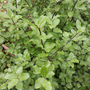 Pittosporum tenuifolium 'Wrinkled Blue'
