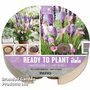 Plant-O-Tray Preplanted Zantedeschia & Liatris