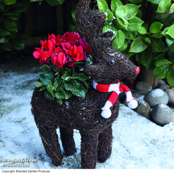 Rudolph Festive Brushwood Planter - Gift