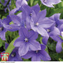 Platycodon grandiflorus 'Astra Blue'