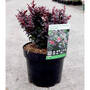 Berberis thunb. 'Concorde'