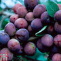 Plum 'Czar'