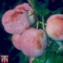 Plum 'Avalon'