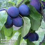 Plum 'Rivers's Early Prolific'