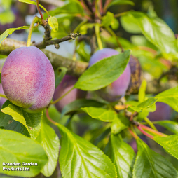 Plum 'Jubilee'