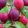 Plum 'Mirabelle Ruby Column'