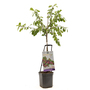 Plum 'Wonder Tree Victoria' (Patio Plum)