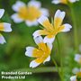 Limnanthes douglasii - Easy Grow Range
