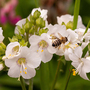 Polemonium caeruleum 'Album'