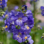 Polemonium caeruleum