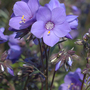 Polemonium yezoense var. hidakanum 'Bressingham Purple'