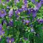 Polemonium boreale 'Heavenly Habit'
