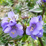 Polemonium yezoense 'Purple Rain'