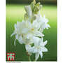 Polianthes tuberosa 'The Pearl'