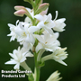 Polianthes tuberosa 'The Pearl'