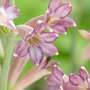Polianthes tuberosa 'Purple'