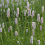 Polygonum bistorta (Marginal Aquatic)