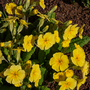 Primrose 'Crescendo Yellow'